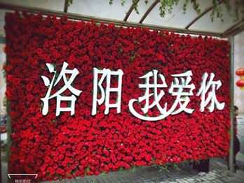 絕對(duì)真愛!洛陽(yáng)一公交站牌被鮮艷的玫瑰花覆蓋“洛陽(yáng)我愛你”!
